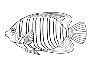 Regal Angelfish Complex
