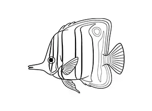 Copperband Butterflyfish Complex