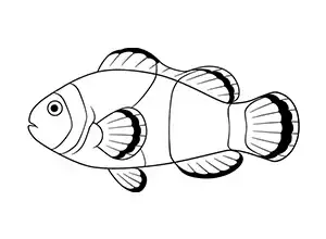 Common Clownfish Complex