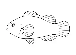 Common Clownfish