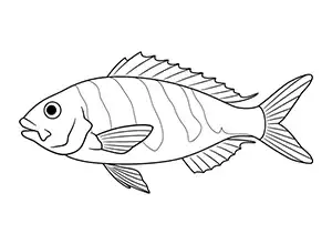 Oblique-banded Snapper Complex