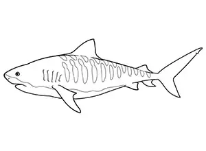 Tiger Shark Complex