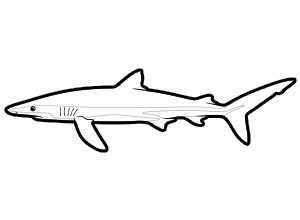 Blue Shark coloring page for the Sketchtank Virtual Coloring Aquarium