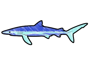 Blue Shark template for the SketchTank Virtual Coloring Aquarium