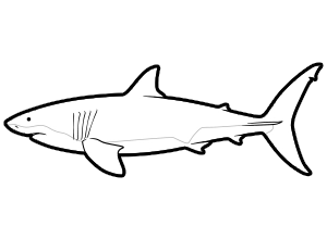 Great White Shark
