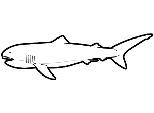 Megamouth Shark coloring page for the Sketchtank Virtual Coloring Aquarium