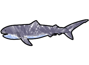 Megamouth Shark template for the SketchTank Virtual Coloring Aquarium