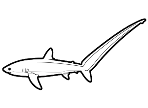 Thresher Shark coloring page for the Sketchtank Virtual Coloring Aquarium