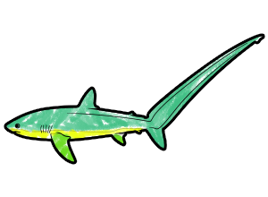 Thresher Shark template for the SketchTank Virtual Coloring Aquarium