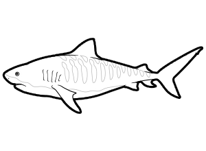 Tiger Shark coloring page for the Sketchtank Virtual Coloring Aquarium