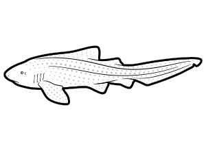 Zebra Shark coloring page for the Sketchtank Virtual Coloring Aquarium