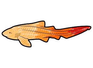 Zebra Shark template for the SketchTank Virtual Coloring Aquarium